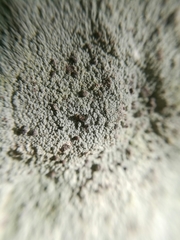 Herpothallon granulare