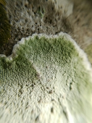 Herpothallon granulare