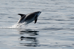 Lagenorhynchus albirostris
