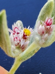 Helichrysum candolleanum