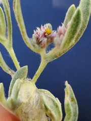 Helichrysum candolleanum