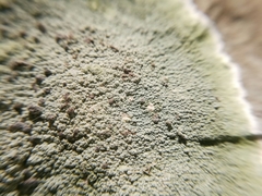 Herpothallon granulare