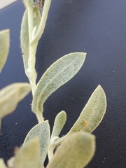 Helichrysum candolleanum