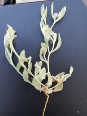 Helichrysum candolleanum