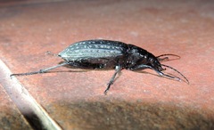 Carabus clatratus
