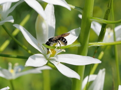 Chelostoma florisomne