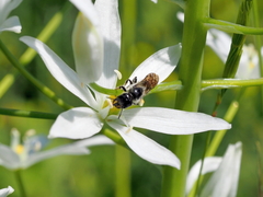 Chelostoma florisomne