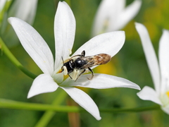 Chelostoma florisomne