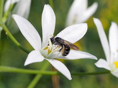 Chelostoma florisomne