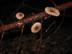 Mycena rubromarginata