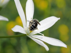 Chelostoma florisomne