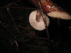 Mycena rubromarginata