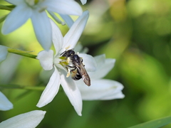 Chelostoma florisomne