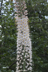 Eremurus robustus