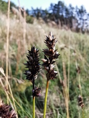 Carex muricata pairae