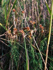 Juncus subnodulosus