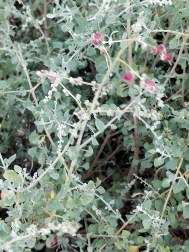Chenopodium spinescens, photograph 2