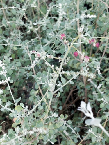 Chenopodium spinescens, photograph 3
