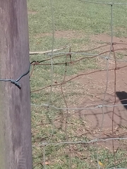 Thelotornis capensis