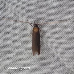 Tegenocharis tenebrans