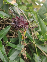 Lardizabalaceae