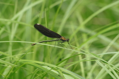Calopteryx japonica