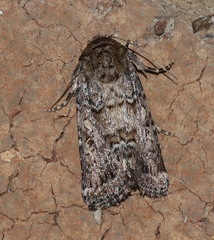 Spodoptera umbraculata
