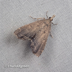 Diplopseustis perieresalis