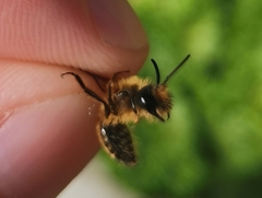 Andrena nigroaenea