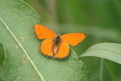 Lycaena dispar
