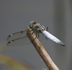 Palpopleura deceptor
