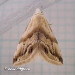 Eublemma roseana