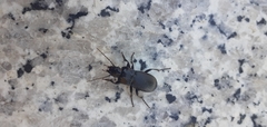 Abax parallelepipedus lombardus