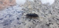 Abax parallelepipedus lombardus