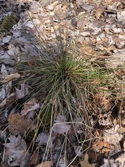 Juncus pylaei