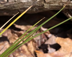 Juncus pylaei