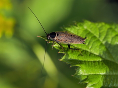 Ectobius erythronotus