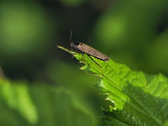 Ectobius erythronotus