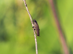 Ectobius erythronotus