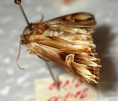 Actinotia polyodon