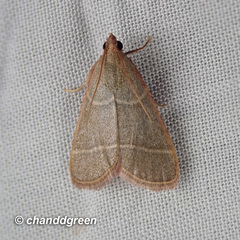 Hypsopygia nonusalis