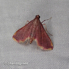 Endotricha olivacealis