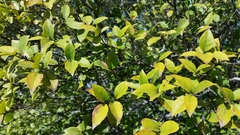 Forestiera reticulata