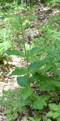 Vincetoxicum ucrainicum