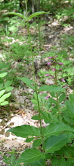 Vincetoxicum ucrainicum