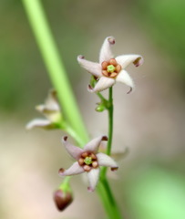 Vincetoxicum ucrainicum