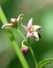Vincetoxicum ucrainicum