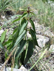 Vincetoxicum fuscatum