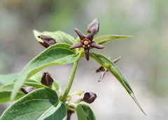 Vincetoxicum fuscatum