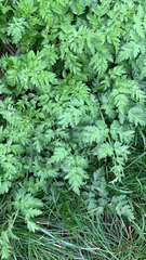 Anthriscus sylvestris